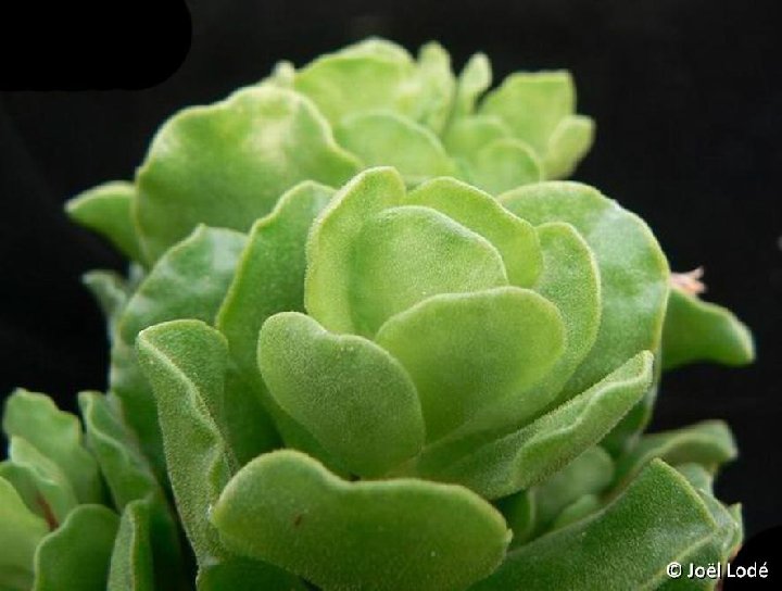 Adromischus cristatus v. zeyheri JLcoll.034